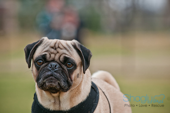 Pug Love Fun Run-111