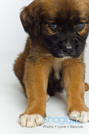 Stclouds Rescue Puppies-17