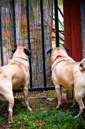 DFW Pug Rescue-72