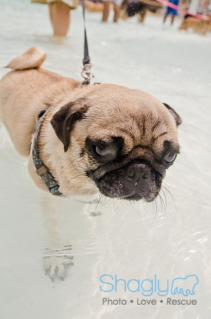 Wags and Waves 2011-348
