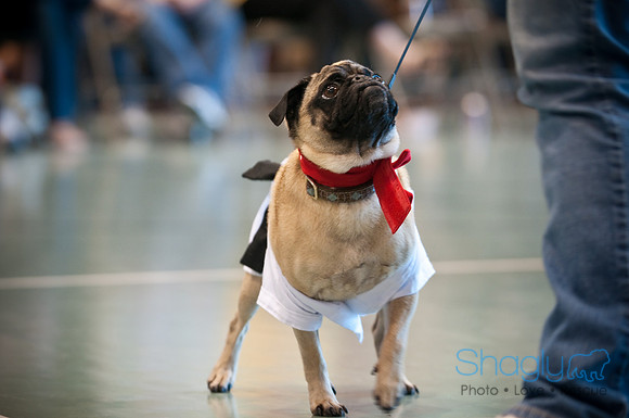PugOWeen-3233