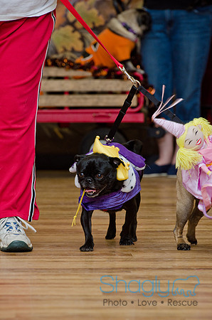 PugOween-237