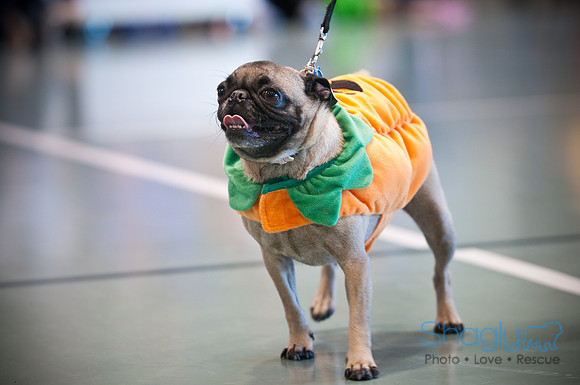 PugOWeen-2834