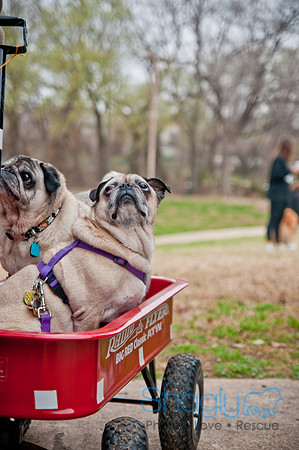 Pug Love Fun Run-57